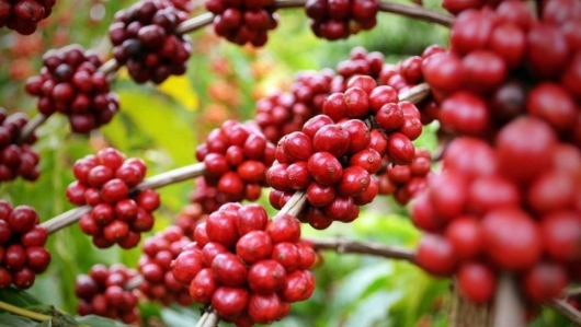 Doanh nghiệp xuất khẩu gồng lỗ khi giá cà phê sắp chạm mốc 100.000 đồng/kg