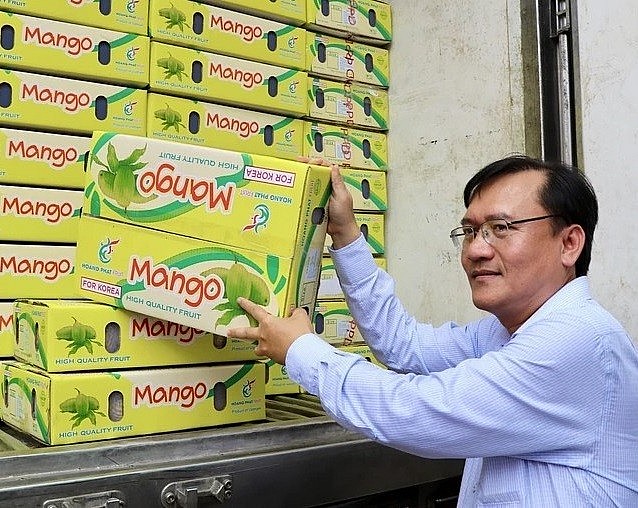 Ông Trang Công Cường, Chủ tịch UBND huyện An Phú (An Giang) đưa thùng xoài lên xe xuất đi Hàn Quốc. 