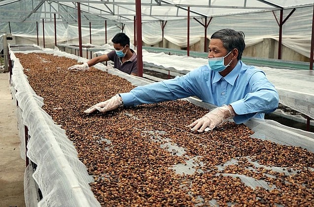 các nhà xuất khẩu cà phê Việt Nam đang khó khăn chưa từng có