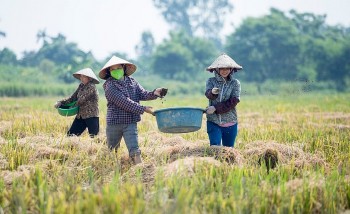 Thử nghiệm mô hình kinh doanh tuần hoàn trong nông nghiệp tại Việt Nam