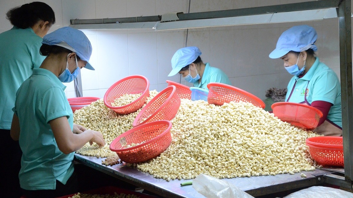 Dẫn đầu về xuất khẩu hạt điều trên thế giới, vì sao Việt Nam lại nhập số lượng lớn loại hạt này?