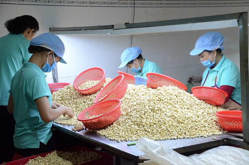 Dẫn đầu về xuất khẩu hạt điều trên thế giới, vì sao Việt Nam lại nhập số lượng lớn loại hạt này?