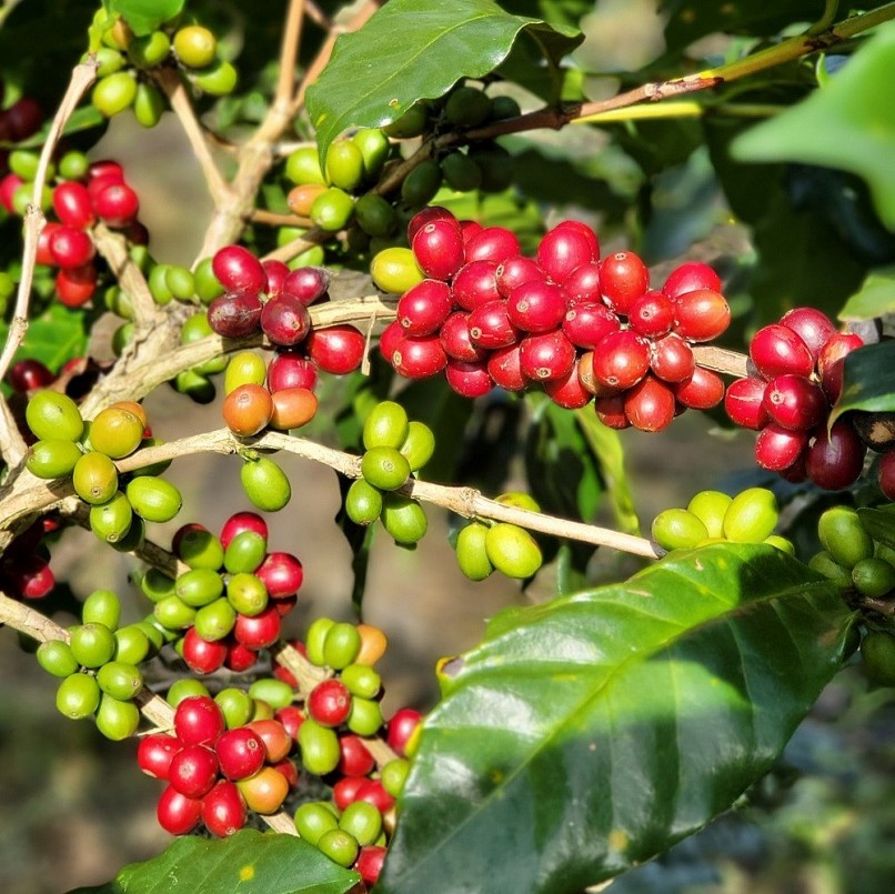 Giá nông sản hôm nay 30/3: Cà phê giữ ổn định, hồ tiêu đồng loạt giảm