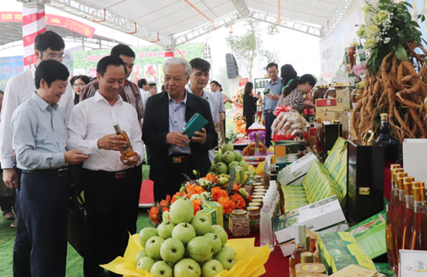 Bắc Giang: Phát triển thị trường và tiêu thụ sản phẩm sâm Nam núi Dành