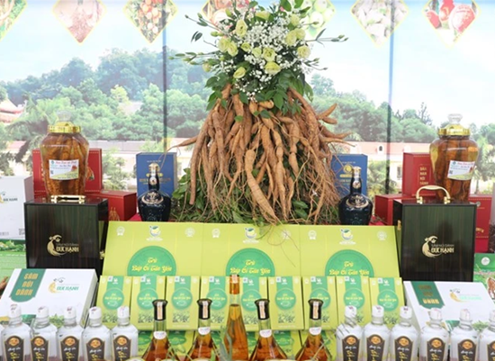 Bắc Giang: Phát triển thị trường và tiêu thụ sản phẩm sâm Nam núi Dành