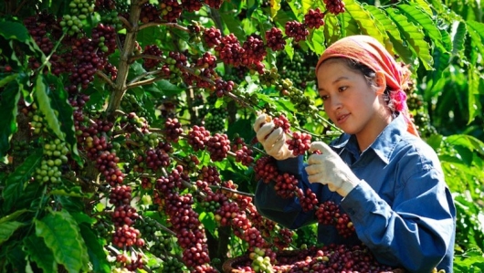 Nhiều giải pháp cho mục tiêu xuất khẩu cà phê đạt 5 tỉ USD một cách bền vững