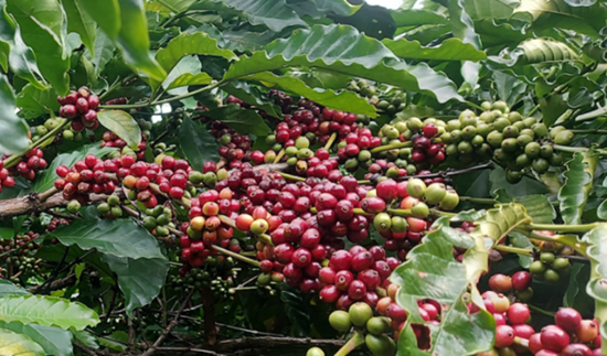 Giá nông sản hôm nay 31/3: Cà phê tiếp đà tăng, hồ tiêu chủ yếu đi ngang