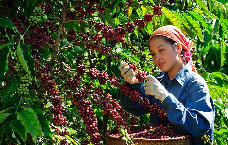 Nhiều giải pháp cho mục tiêu xuất khẩu cà phê đạt 5 tỷ USD một cách bền vững.