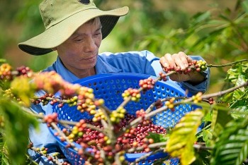 Hiến kế để phát triển bền vững ngành hàng cà phê Việt Nam