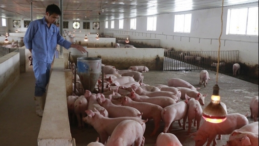 Người chăn nuôi lợn đang có lãi từ 5.000 - 6.000 đồng/kg