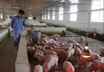 Người chăn nuôi lợn đang có lãi từ 5.000 - 6.000 đồng/kg