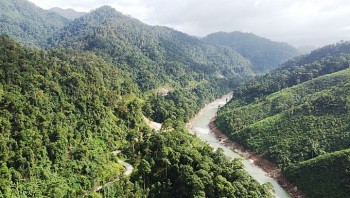 Việt Nam đàm phán bán 5,15 triệu tấn carbon rừng, giá tối thiểu 10 USD/tấn