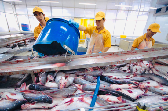 Khối lượng giảm, giá cá tra xuất khẩu vẫn tăng