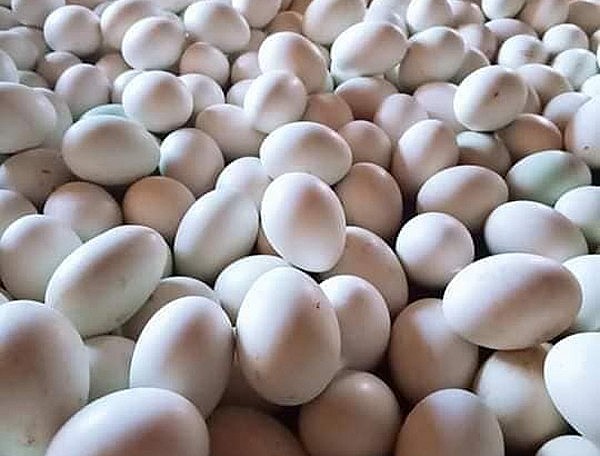 Trứng vịt Đồng Ngâu