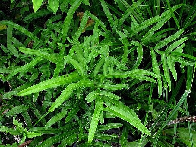 Cây cỏ luồng - Thảo dược mọc hoang nơi vách đá chữa bệnh ngoài da