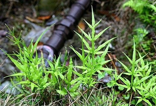 Cây cỏ luồng - Thảo dược mọc hoang nơi vách đá chữa bệnh ngoài da