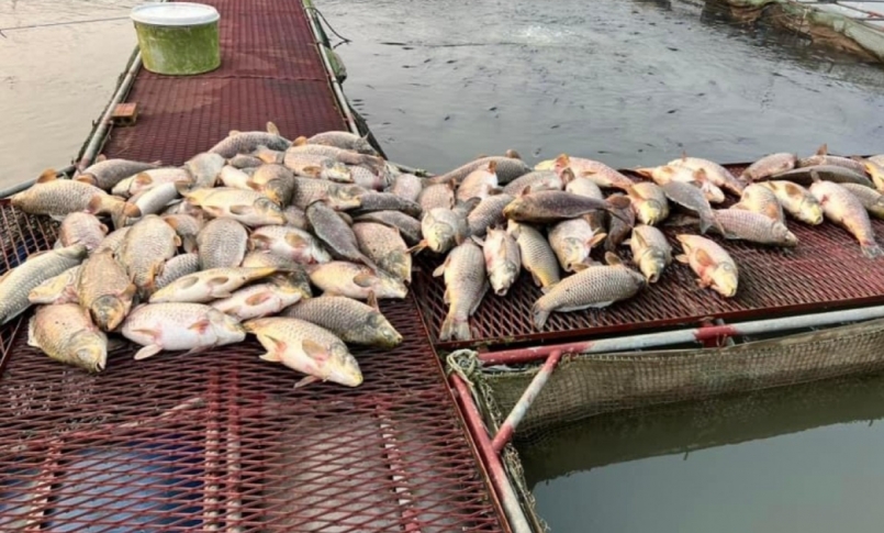 Cá nuôi trong lồng bè trên sông ở TP Hải Dương chết hàng loạt.