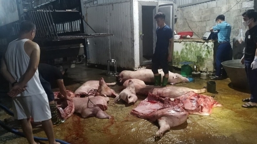 Ngăn chặn hơn 1 tấn cá thể lợn mắc dịch tả lợn Châu Phi