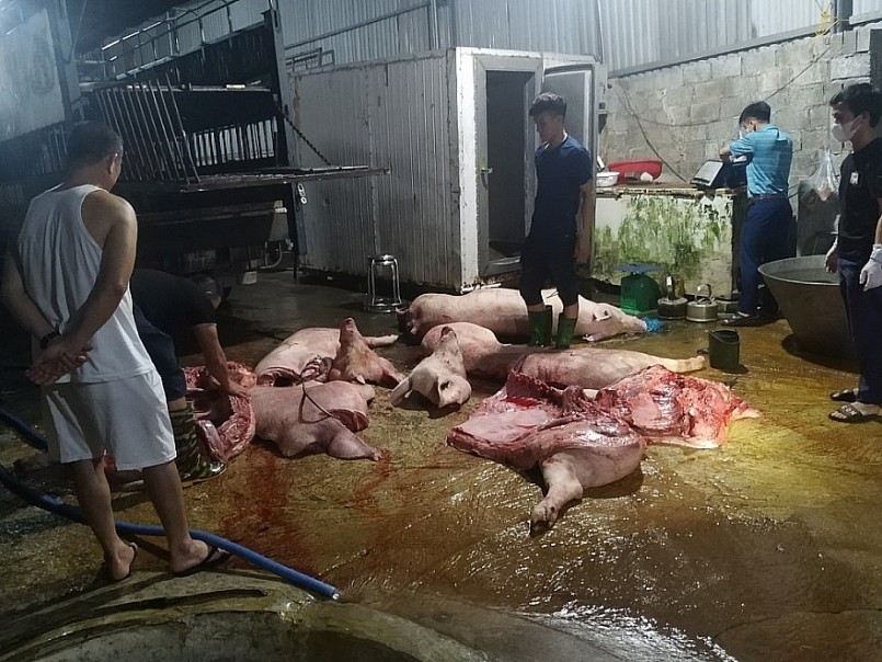 Ngăn chặn hơn 1 tấn cá thể lợn mắc dịch tả lợn Châu Phi