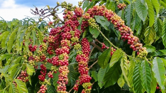EU dự tính chi gần 48 tỷ USD nhập khẩu cà phê, cơ hội “vàng” cho Việt Nam