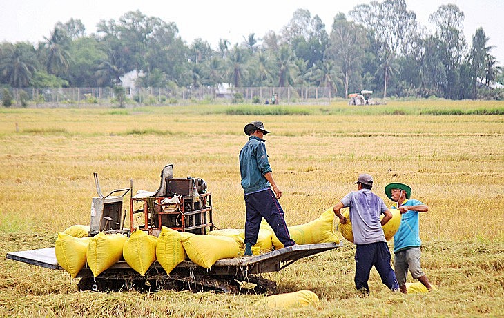 Việt Nam hướng tới hình thành 1 triệu ha lúa chất lượng cao, phát thải thấp tại ĐBSCL.
