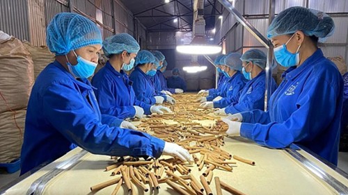 Thủ tướng chỉ đạo khẩn trương “gỡ khó” cho hoạt động xuất khẩu dược liệu