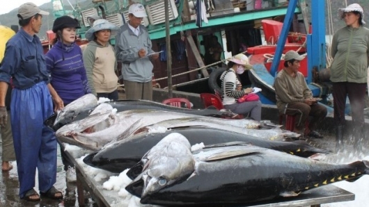 Xuất khẩu cá ngừ Việt Nam sang Chile tăng đột biến