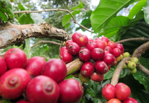 Giá xuất khẩu cà phê quý 1 tăng mạnh 57,3%.