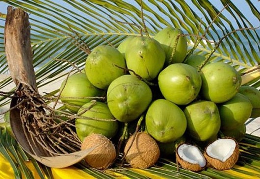 Thúc đẩy các hoạt động sản xuất kinh doanh dừa bền vững