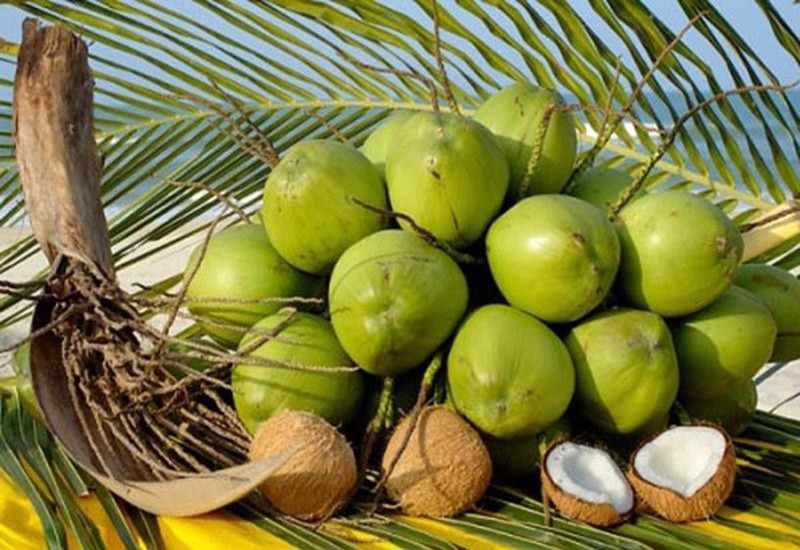 Thúc đẩy các hoạt động sản xuất kinh doanh dừa bền vững