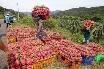 Ngành hàng rau quả có nhiều dư địa hướng tới kỷ lục xuất khẩu 7 tỷ USD