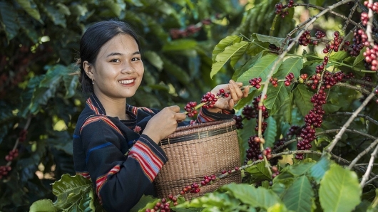 Lo ngại thiếu nguồn cung, giá cà phê xuất khẩu tăng vọt