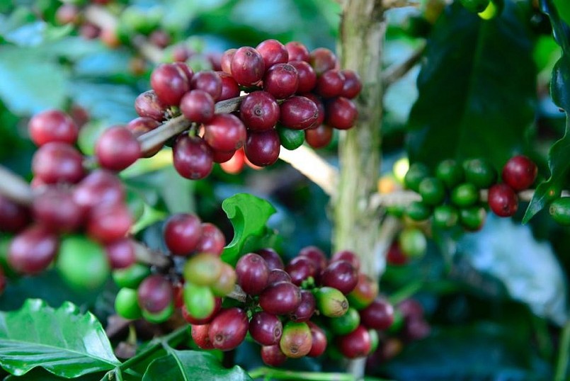 Giá cà phê trong nước và thế giới lần lượt xô đổ các kỷ lục.