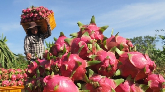 Rau quả tiếp tục là “điểm sáng” trong “bức tranh” xuất khẩu nông sản