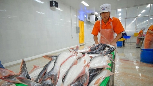 Anh tiêu thụ ổn định của cá tra Việt Nam