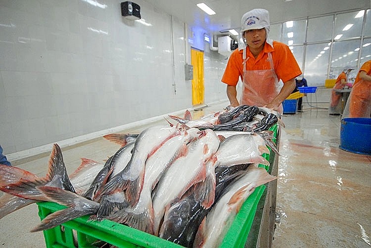 Anh tiêu thụ ổn định cá tra Việt Nam