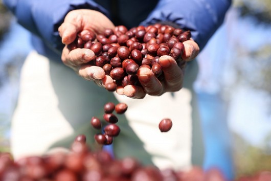 Đắk Lắk: Hơn 100 mẫu cà phê đạt tiêu chuẩn đặc sản năm 2024