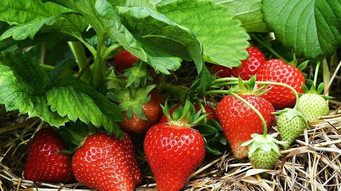 Bí quyết "giải nhiệt" mùa hè với 12 loại rau củ quả "mọng nước"