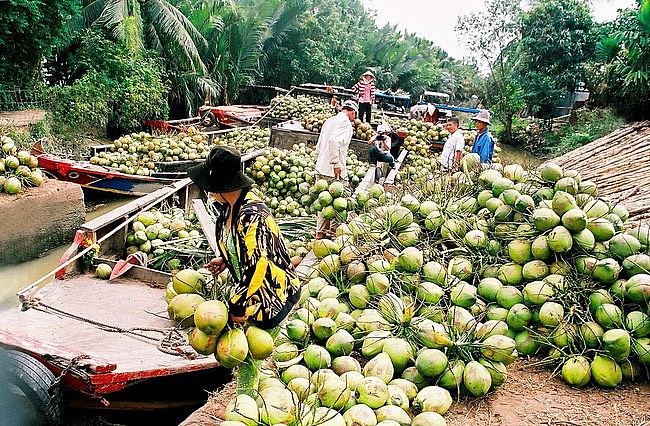 hàng chục ngàn ha dừa tại tỉnh Bến Tre có thể mang lại thu nhập thường xuyên cho người dân trồng dừa nhờ bán tín chỉ carbon.