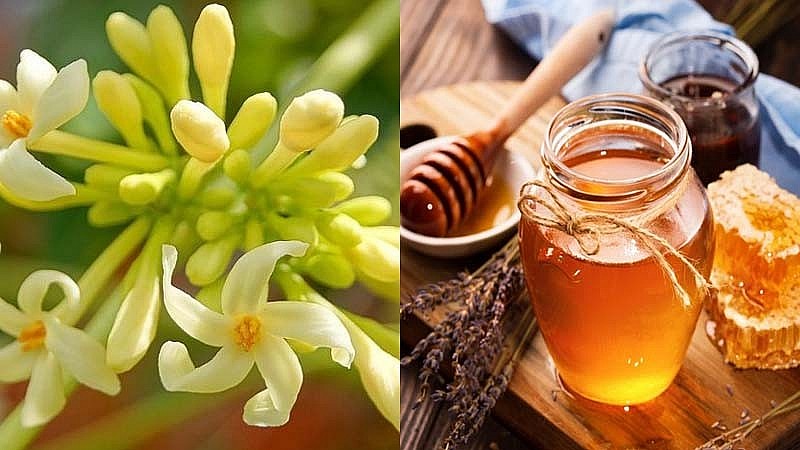 Uống hoa đu đủ đực ngâm mật ong vào lúc nào hợp lý?