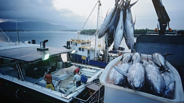 Khó khăn bùa vây, xuất khẩu cá ngừ năm 2024 khó cán mốc “tỷ đô”
