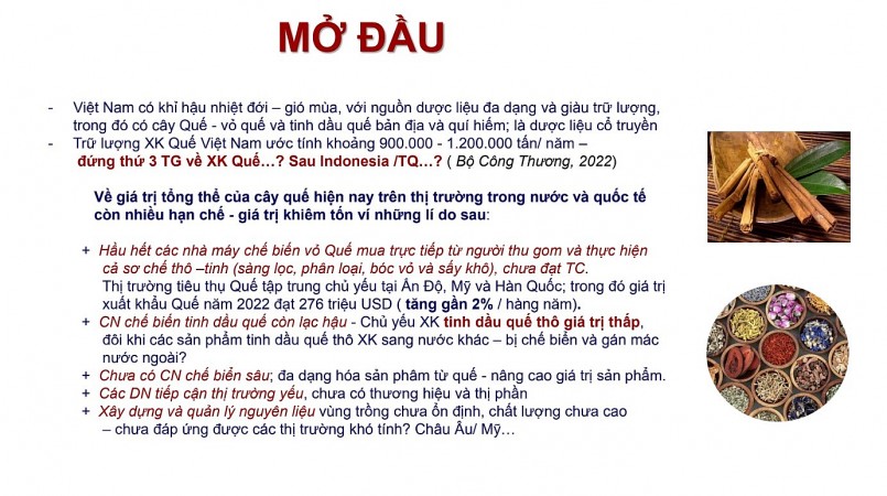 Cây quế - một sản phẩm thiên nhiên quý hiếm của Việt Nam