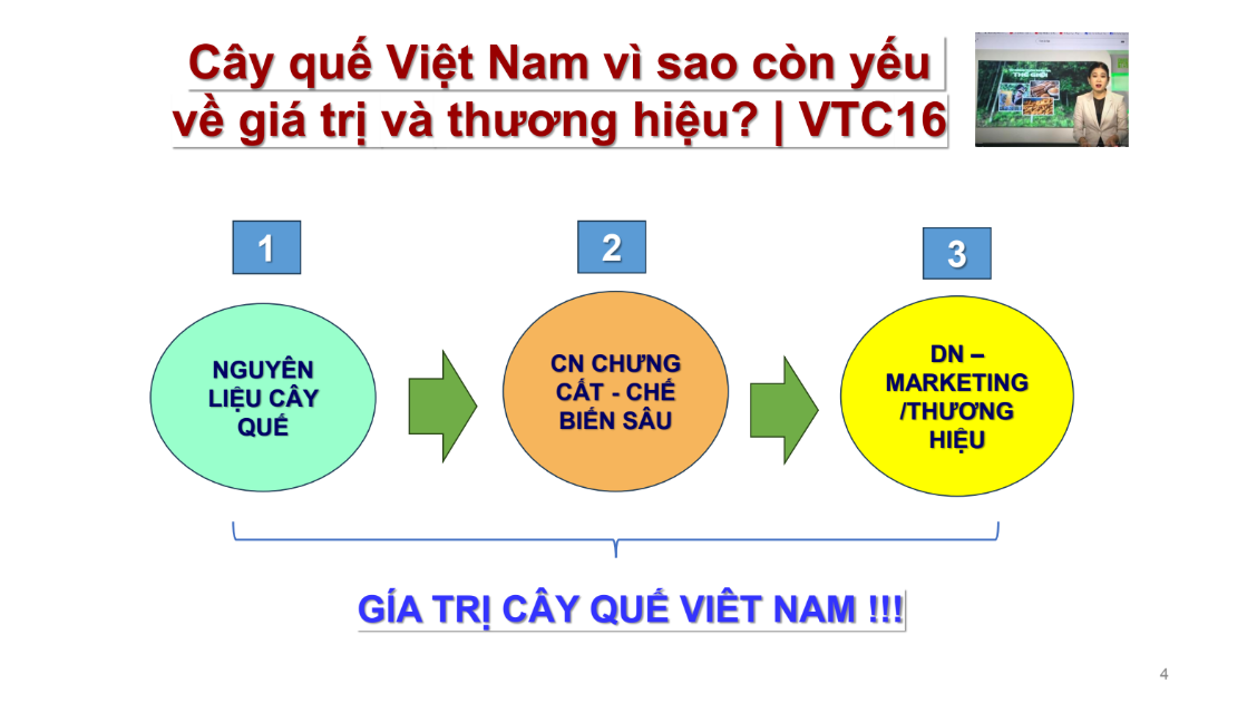 Cây quế - một sản phẩm thiên nhiên quý hiếm của Việt Nam