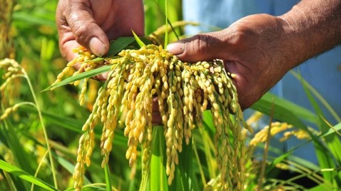 Thế giới hụt khoảng 7 triệu tấn gạo, cơ hội lớn cho Việt Nam