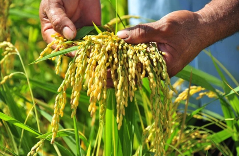 Lúa gạo Việt Nam sẽ có “cửa” lớn để xuất khẩu?
