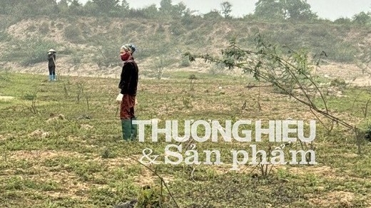 Minh Nông (Việt Trì – Phú Thọ): Người dân không được trồng cây trên bãi bồi do Nhà nước quản lý