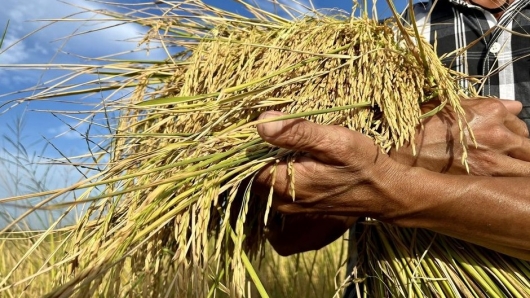 Nông dân sẽ được hưởng lợi gì khi trồng lúa giảm phát thải carbon?