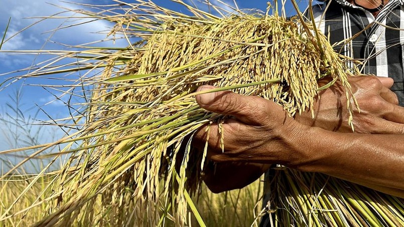 Trồng lúa giảm phát thải, nông dân có thể thu thêm hàng triệu USD. Ảnh Đình Tuyển