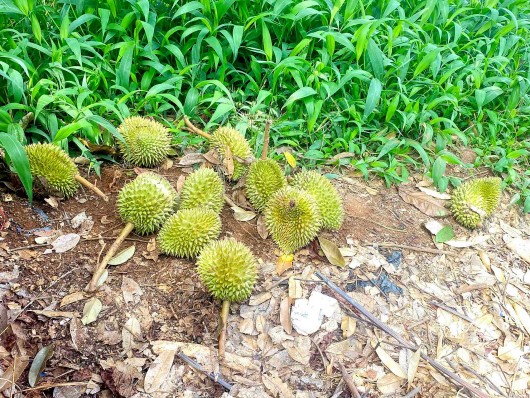 Gia Lai: Nông dân điêu đứng vì sầu riêng rụng trái la liệt sau cơn mưa đầu mùa