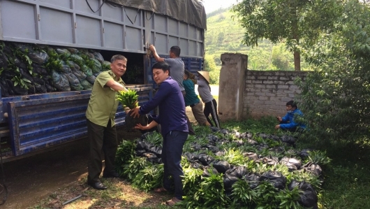 Bắc Giang: Hạt kiểm lâm Lục Ngạn tăng cường kiểm tra tình trạng mua bán cây cảnh trên địa bàn